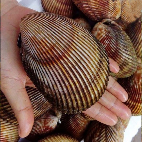 Sò dương sống loại 1